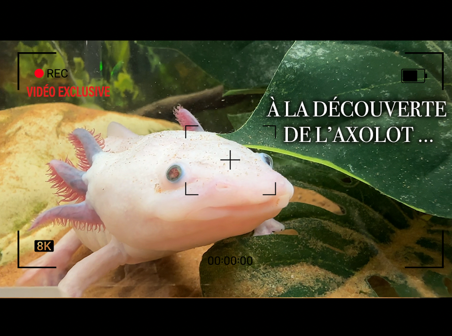 À la découverte de l’axolotl : cette créature étonnante capable d'auto-régénérer ses organes